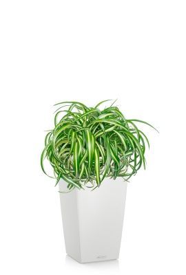 Хлорофитум Оушен 23/40 см в CUBICO COLOR 30, белый