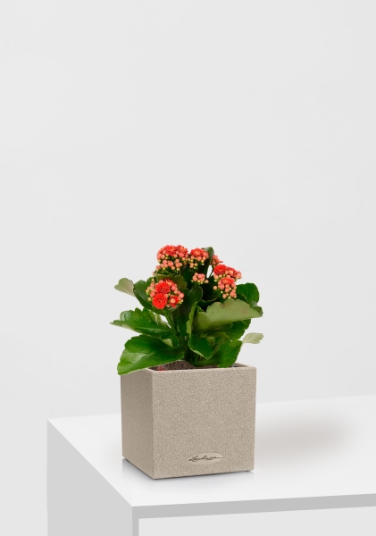 Каланхоэ микс 12/30 см в CANTO STONE 14 Каланхоэ микс 12/30 см в CANTO STONE 14