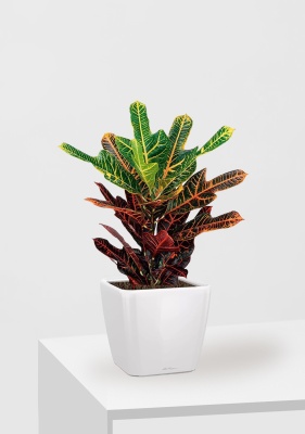 Кротон (Кодиеум) Экселент 17/50 см в QUADRO LS 21