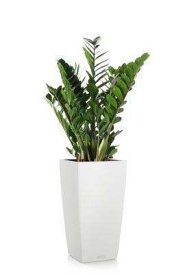 Замиокулькас в CUBICO Color 30, белый Замиокулькас в CUBICO Color 30, белый