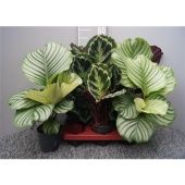 Калатея микс 2 ствола d12 см h45 см