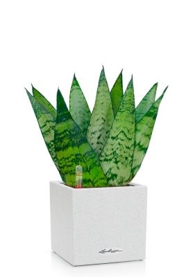 Сансевиерия Зейланика Фан 12/35 см в CANTO STONE 14, песочный белый