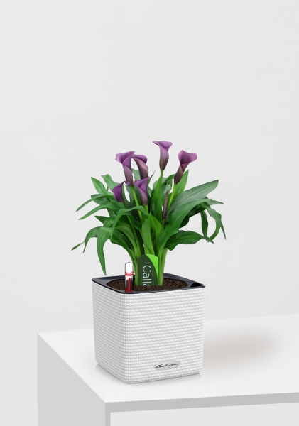 Калла микс фиолетовая 12/35 см в CUBE COLOR 14 Калла микс фиолетовая 12/35 см в CUBE COLOR 14