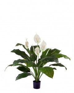 Спатифиллум Королевский