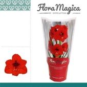 Гиппеаструм Royal Red Op Flora Magica 2 ствола d14 см h25 см тип 2