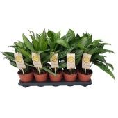 Аглаонема Микс Green 12/35 см Аглаонема Микс Green 12/35 см