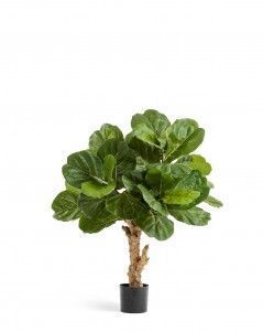 Фикус Лирата Форест