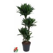 Драцена Грин Джевел 4 ствола d27 см h130 см Драцена Грин Джевел 4 ствола d27 см h130 см