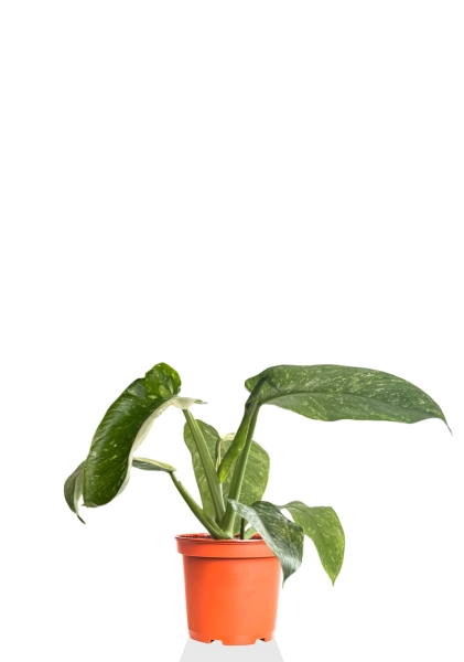 Филодендрон Хосе Буоно 15/40 см