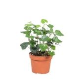 Хедера Хиберника d13 см h20 см