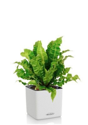 Асплениум Криспи в CUBE COLOR 14, белый