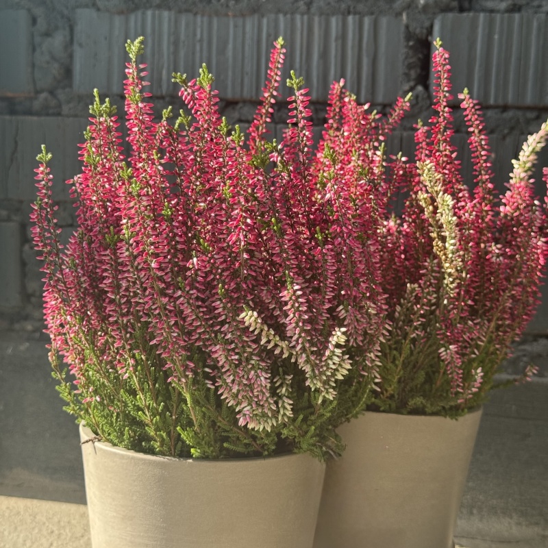 Вереск для дома и офиса: символ уюта и гармонии