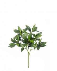 Ветка лавра