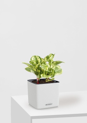 Пеперомия Голден Гейт 14/20 см в CUBE COLOR 16, белый