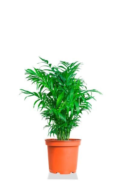 Хамедорея Элеганс 14/50 см