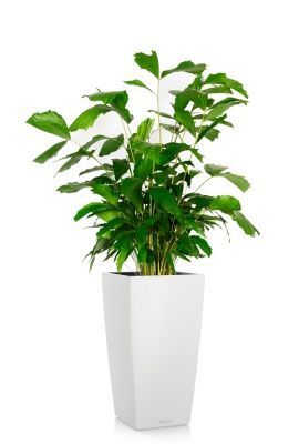 Кариота 27/160 см в CUBICO COLOR 40, белый