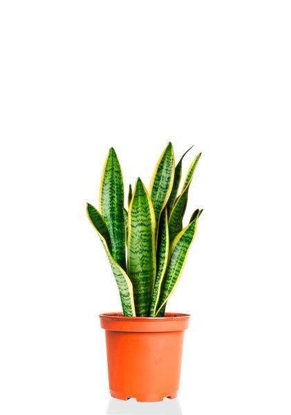 Сансевиерия Лауренти 12/40 см