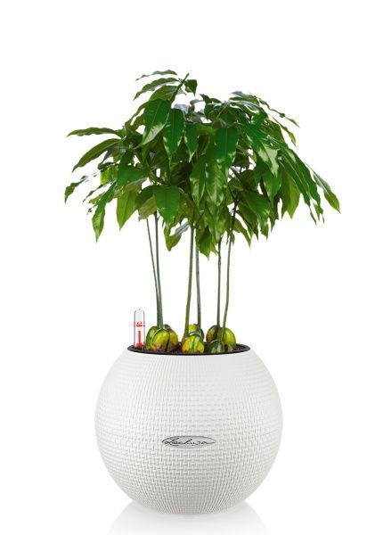 Каштаноспермум в PURO 20