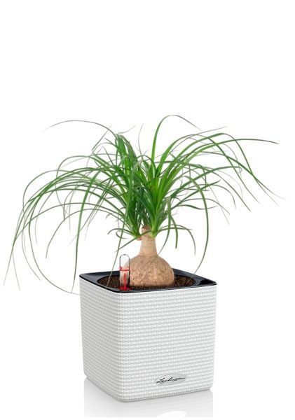 Нолина Спутник 15/30 см в CUBE COLOR 16