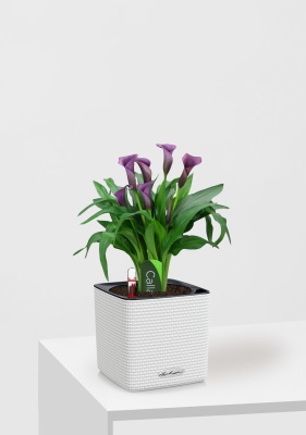 Калла микс фиолетовая 12/35 см в CUBE COLOR 14 Калла микс фиолетовая 12/35 см в CUBE COLOR 14