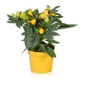 Капсикум Симба Гиль d12 см h30 см