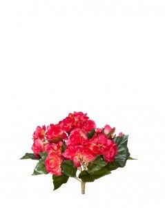 Бегония куст бордово-жёлтый