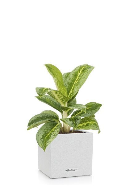Аглаонема Лемон Минт в CANTO STONE 14