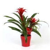 Гузмания Mother And Baby d13 см h45 см