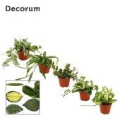 Хойя Mix (decorum) d9 см h5 см