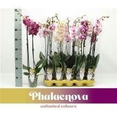 Фаленопсис 2 ствола New Types Mix 16+ (phalaenova) d12 см h65 см Фаленопсис 2 ствола New Types Mix 16+ (phalaenova) d12 см h65 см