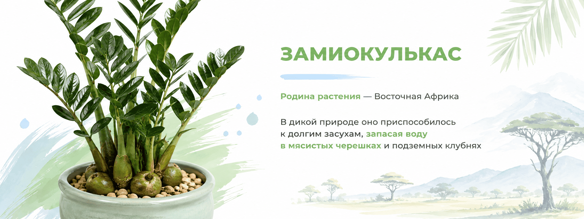 межстраничный суккуленты и кактусы 1