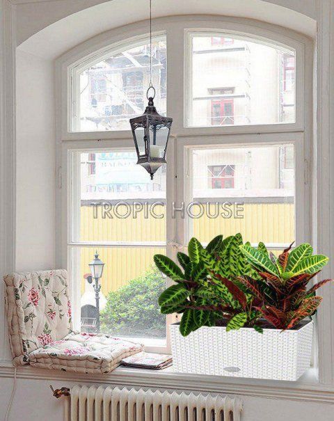 Лиственный микс в Cottage 50 Лиственный микс в Cottage 50