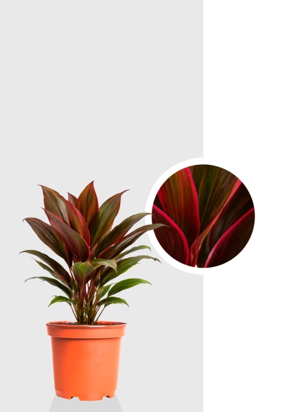 Кордилина микс d12 см h40 см