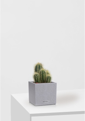 Кактус микс 8 см в CANTO STONE 14 Кактус микс 8 см в CANTO STONE 14