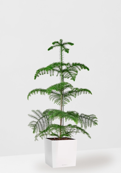 Араукария гетерофилла 24/110 в CUBE 30