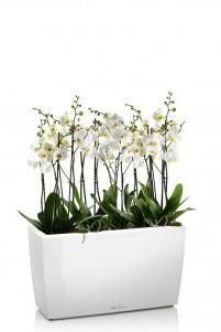Орхидея Фаленопсис в CARARO 75/105 см, Белый блестящий Орхидея Фаленопсис в CARARO 75/105 см, Белый блестящий