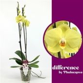 Фаленопсис 2 ствола Yara 14+ (phalaenova) d12 см h60 см Фаленопсис 2 ствола Yara 14+ (phalaenova) d12 см h60 см