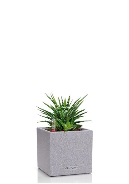 Хавортия микс 10 см в CANTO STONE 14