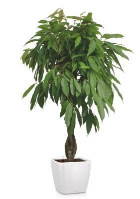 Фикус Амстел Кинг переплетенный 30/150 см в QUADRO LS 43