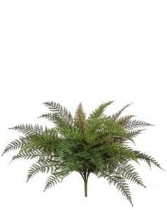 Папоротник Вудвардия