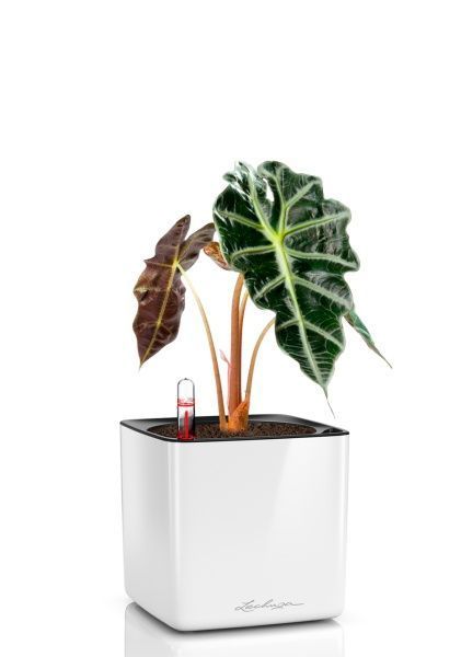 Алоказия Полли 12/30 см в CUBE GLOSSY 14