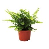 Нефролепис Грин Леди d8.5 см h20 см