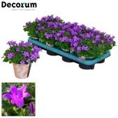 Кампанула Колокольчики ЛонгЛайф d11 см h18 см