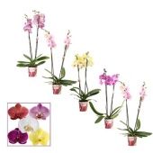 Фаленопсис 2 ствола Bronze/pink (duijn) d12 см h65 см