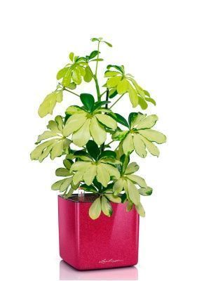 Шеффлера Мелани 12/40 в CUBE GLOSSY KISS 14, вишнево-розовый блестящий