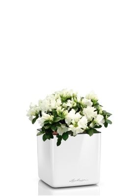 Азалия индика микс 12/25 см в CUBE GLOSSY 16, белый блестящий Азалия индика микс 12/25 см в CUBE GLOSSY 16, белый блестящий