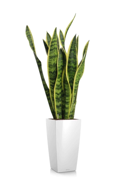 Сансевиерия Лауренти 17/60 см в CUBICO 22