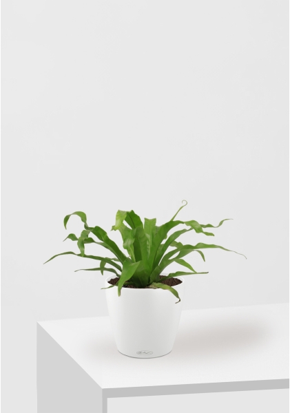 Асплениум Микс 12/25 см в CLASSICO COLOR 18