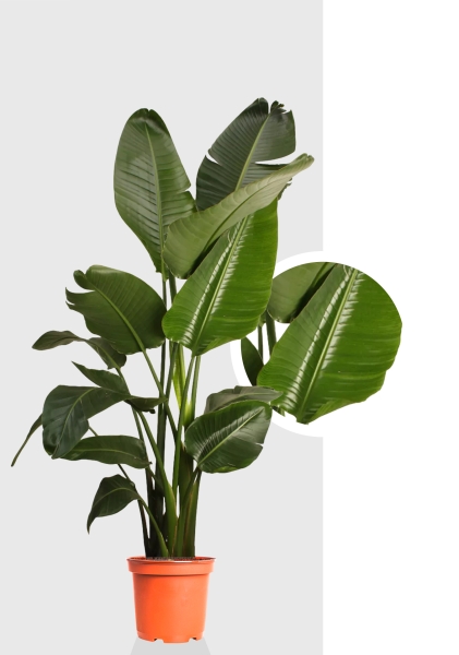 Стрелиция Николай 27/200 см