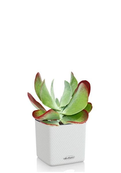 Каланхоэ тирсифолия Ред Липс 12/20 см в COLOR 14